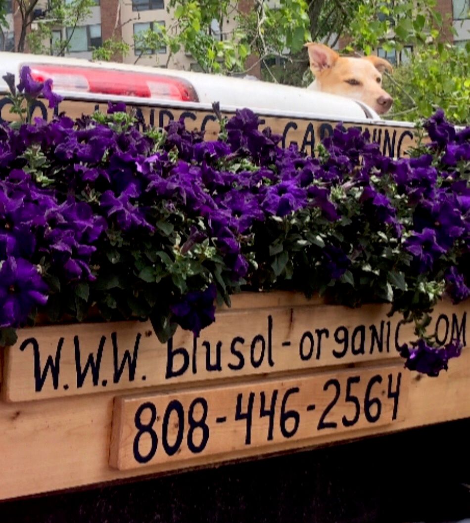 Blu Sol Organic 🌺