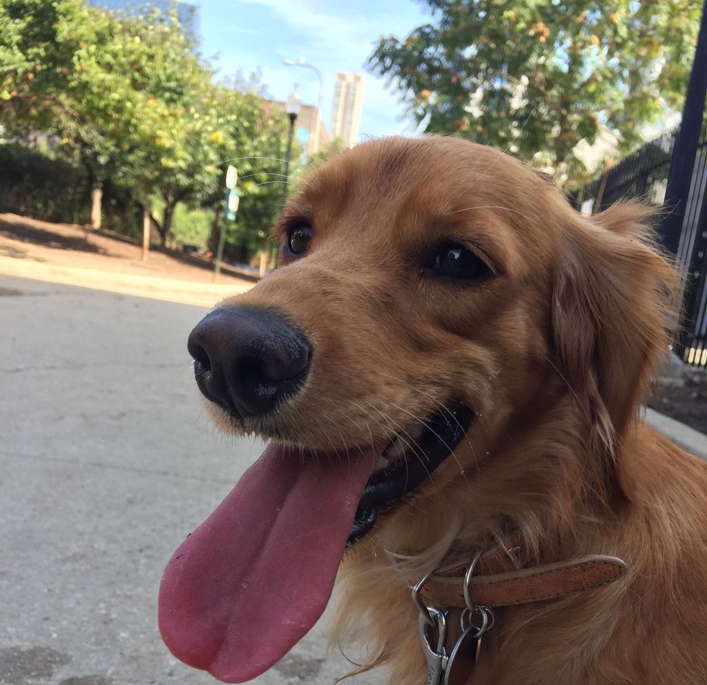 Dog Playtime = Happiness