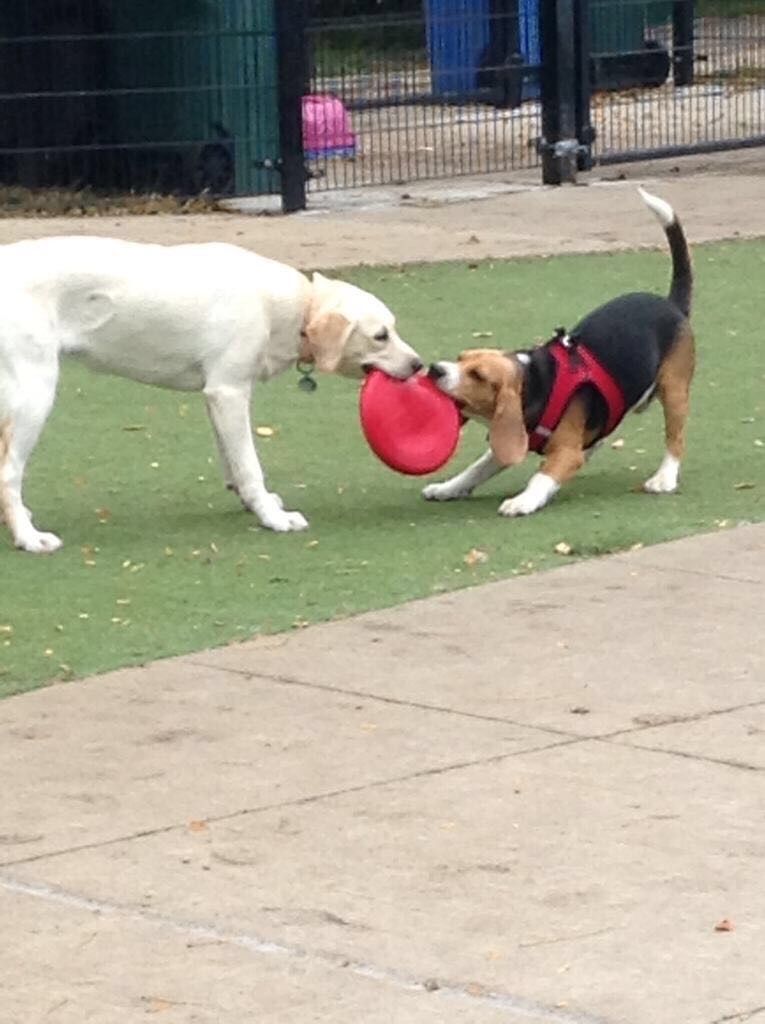 Well balanced playmates - matched together based o