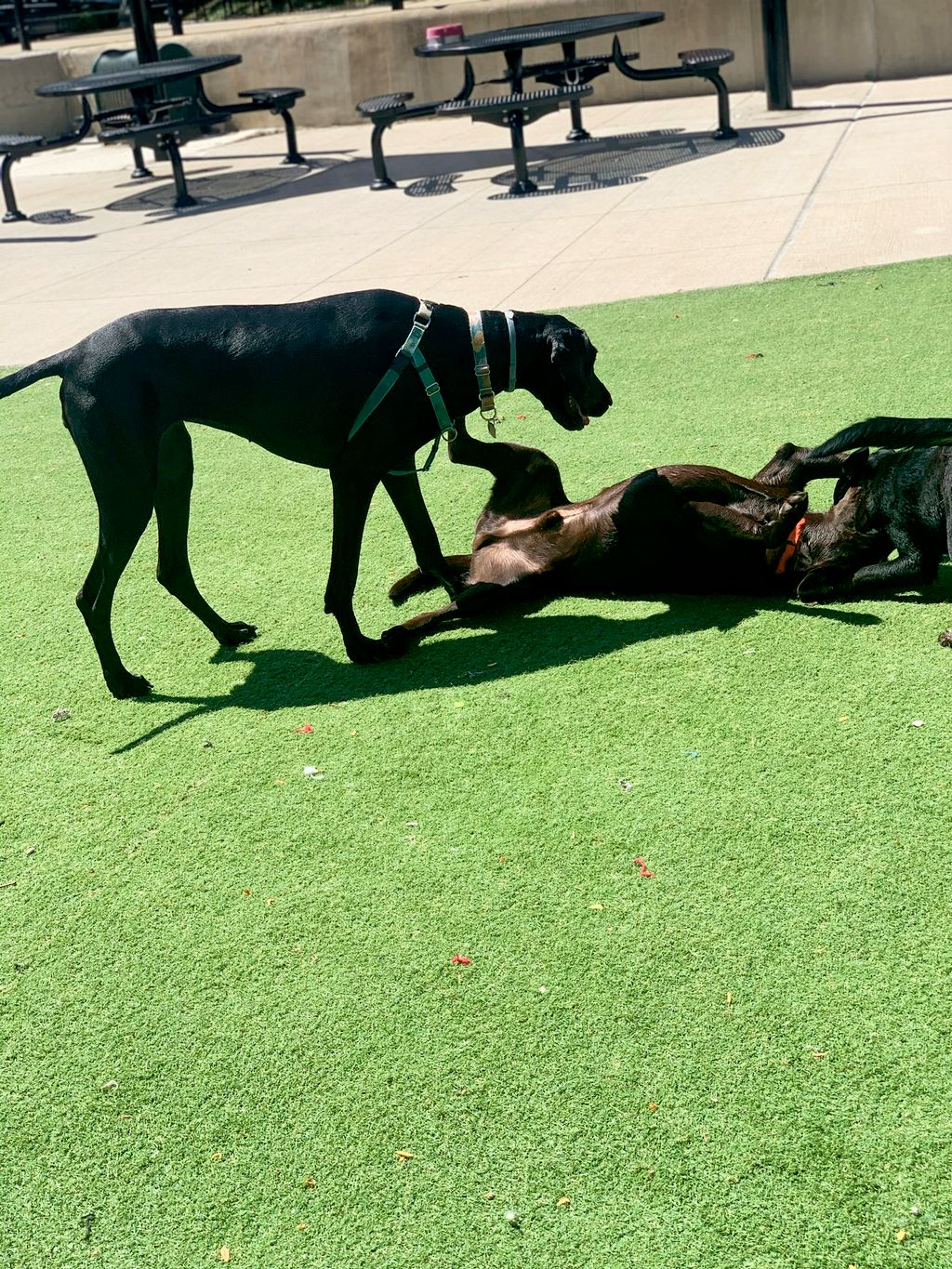 Fun and Supervised Dog Playtime