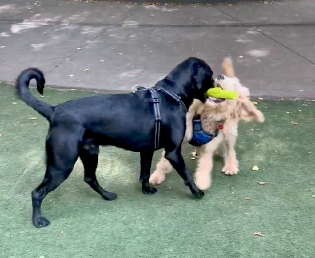 Toys, Friends, and Space to Run Around!