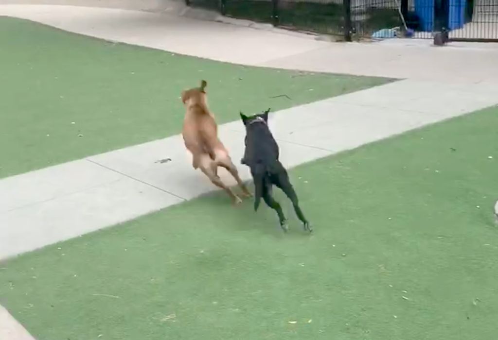 Better Exercise than Average Dog Walking