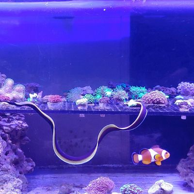 Avatar for Bob's Aquatics