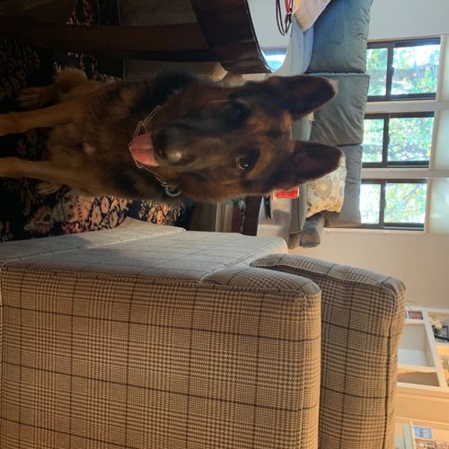 We adopted a beautiful German Shepherd dog who had