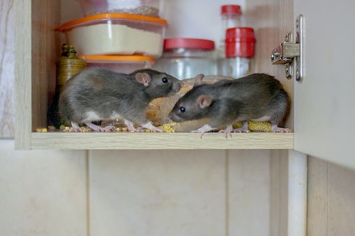 Rodent Services