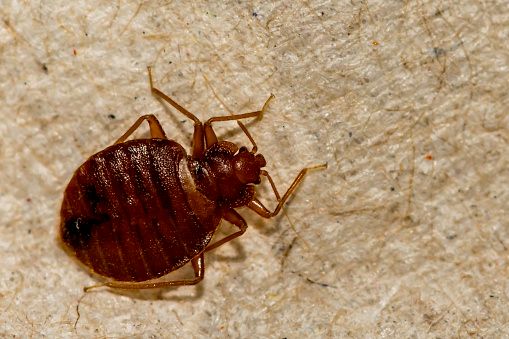 Bed Bug Services