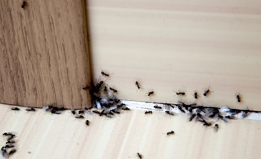 General Pest Control Services