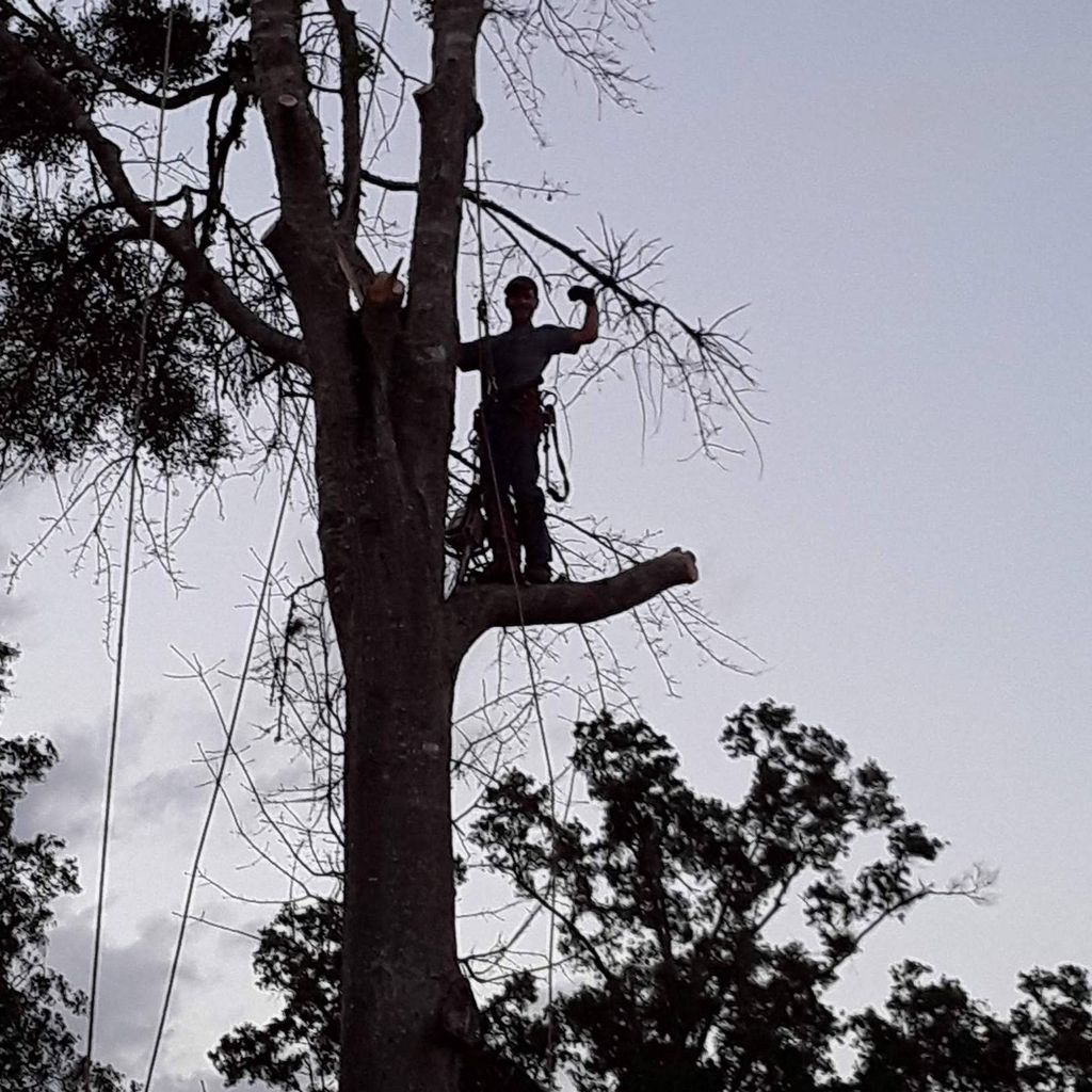 Big John's Tree Service