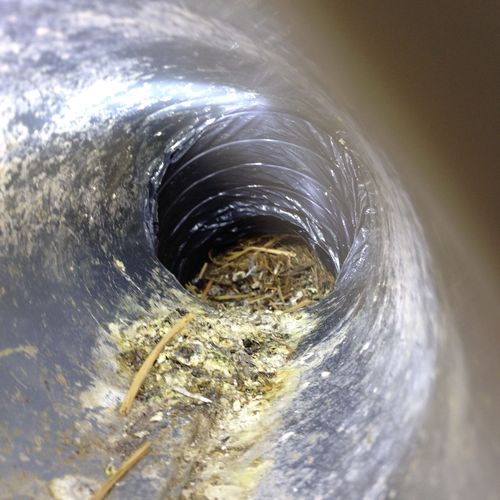 Birds like to nest inside dryer vents!