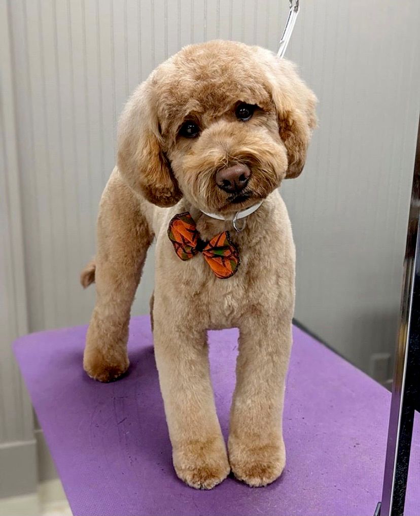 shampooch grooming salon