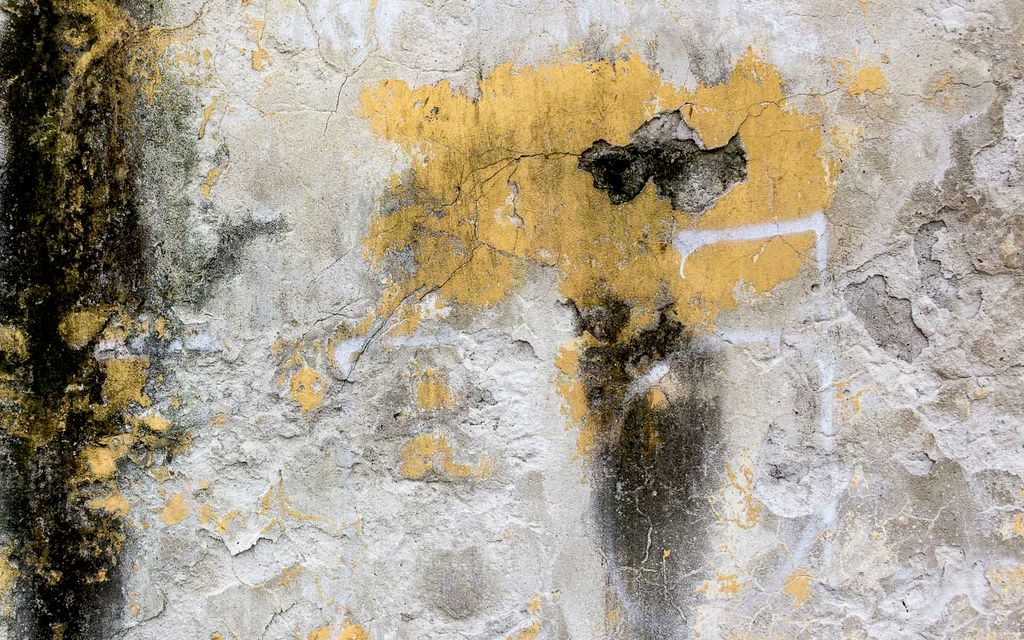 The most common types of mold.