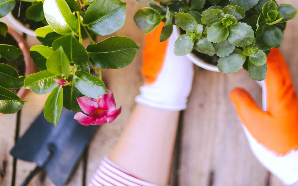 How to start a garden.