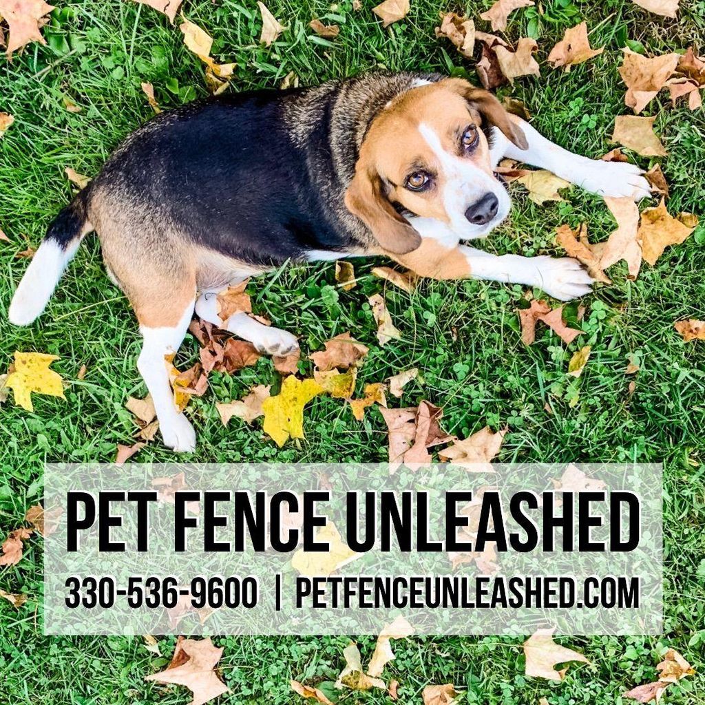 Pet Fence Unleashed