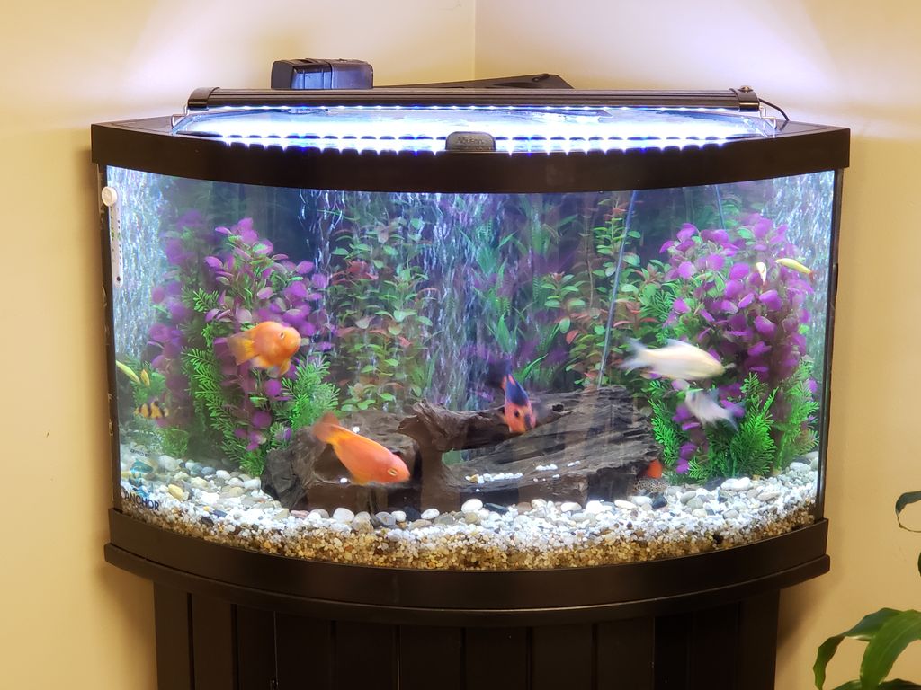 Aquarium Services