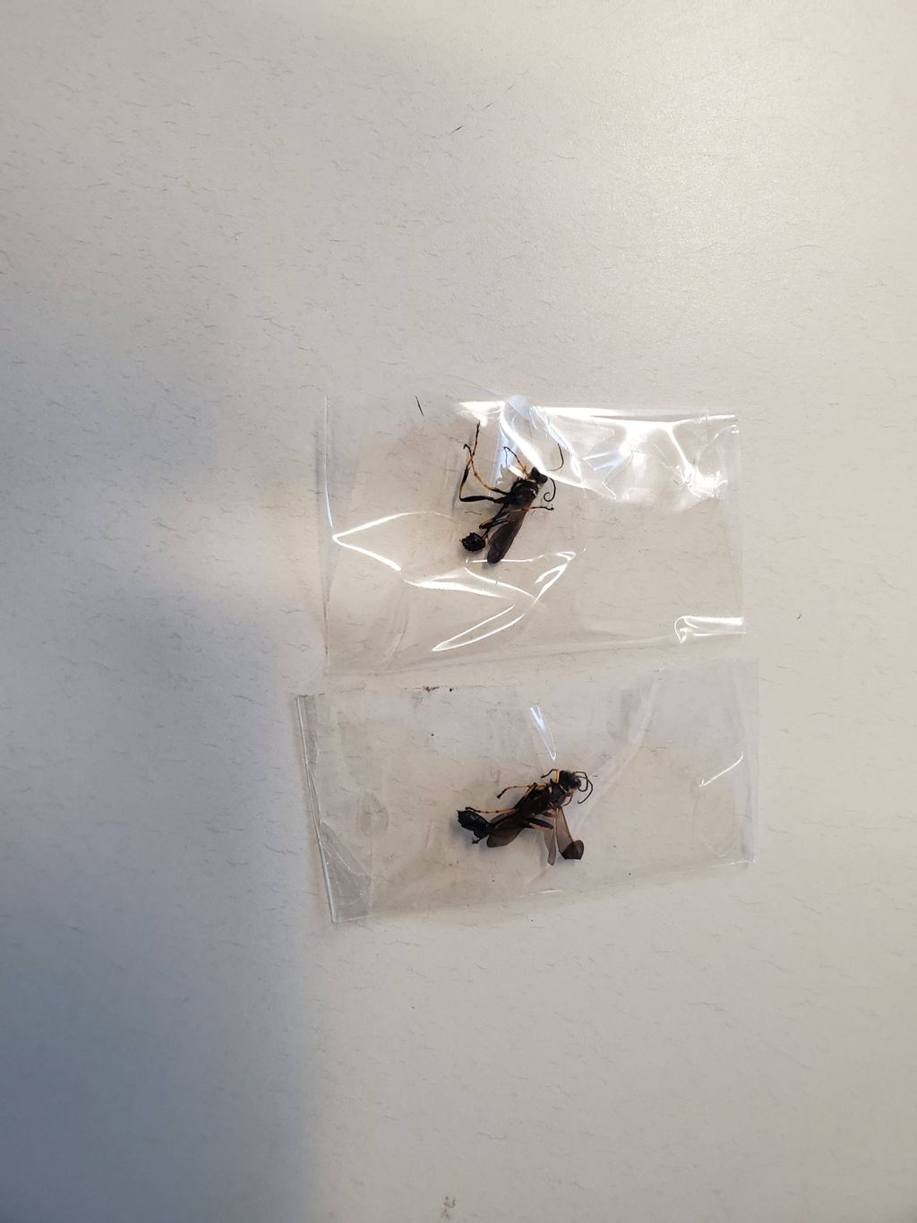 Examine mosquito 