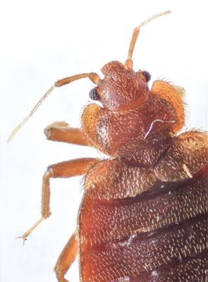 Avatar for Northwest Bedbug Company