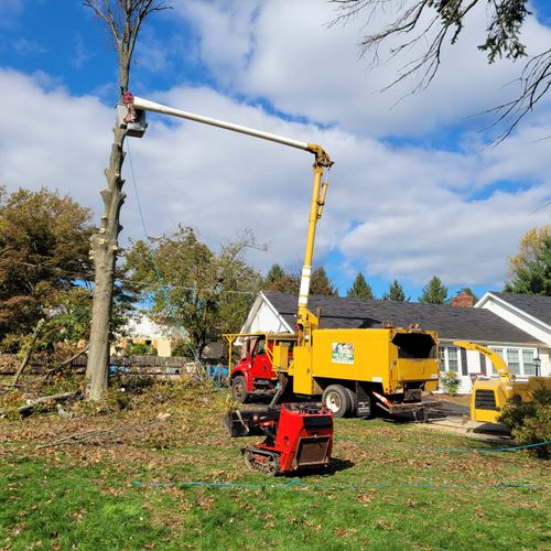 tree removal