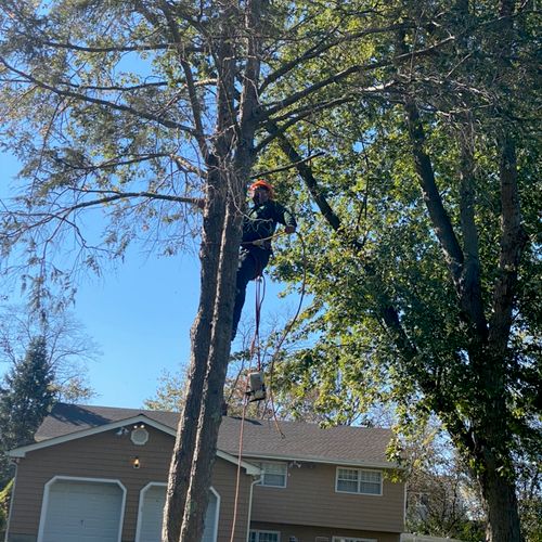 Adam’s Tree Service is awesome and I would highly 