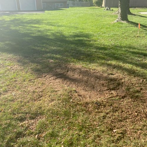 adams tree service ann arbor