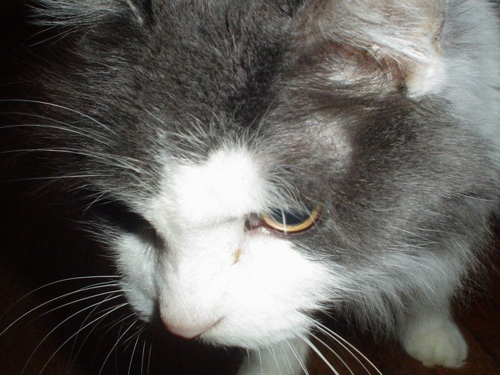 Miss Kitty