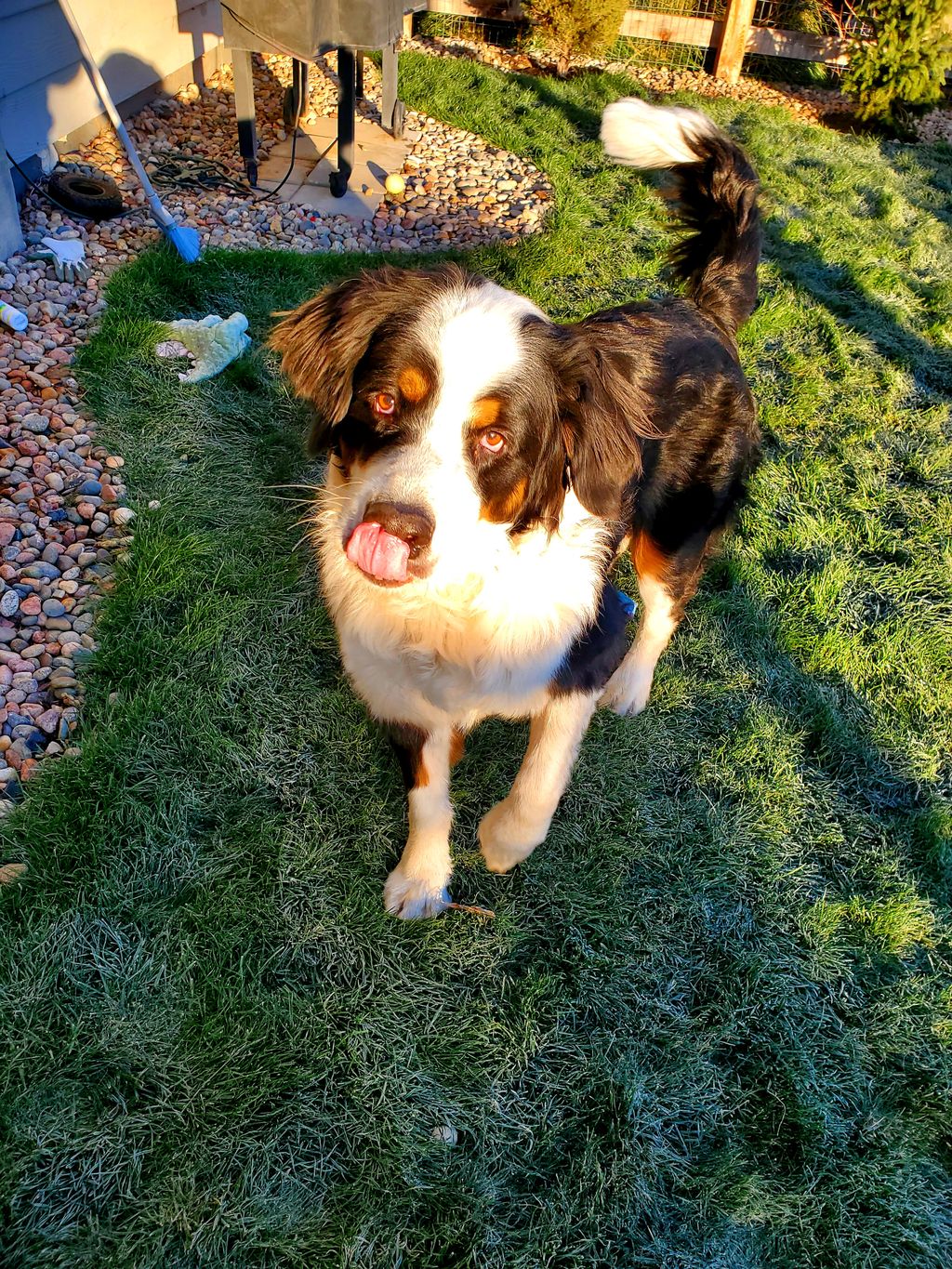 A little pre-dinner backyard playtime with Paddy.