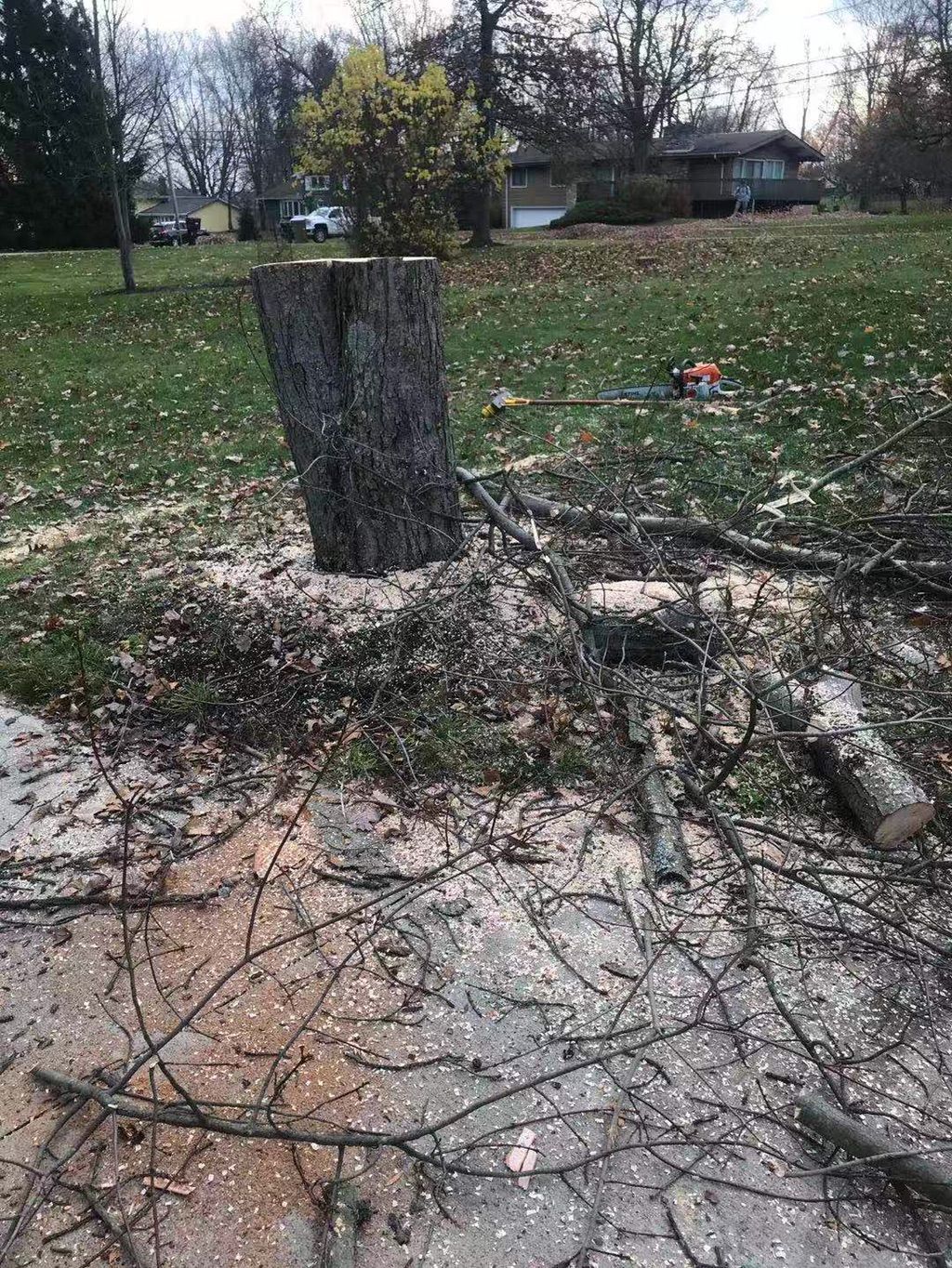 Dwayne just took down a huge tree of ours yesterda