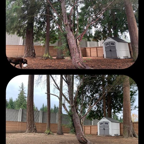 We hired Doug's Tree Service to limb several trees
