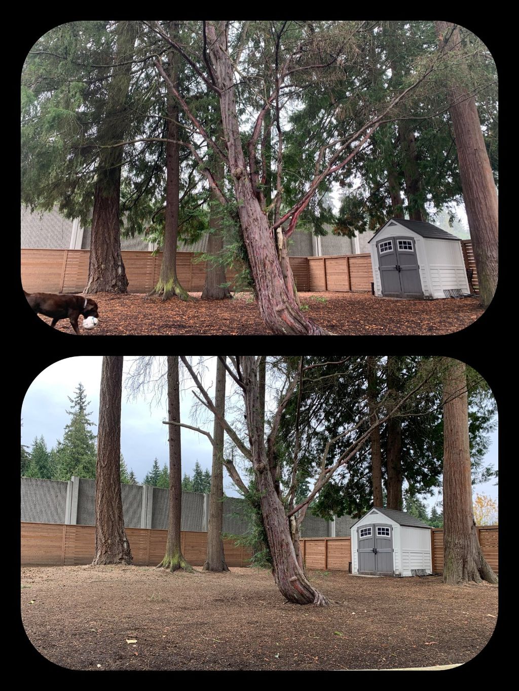 We hired Doug's Tree Service to limb several trees