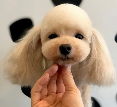 The 10 Best Mobile Dog Groomers In New York Ny 2021