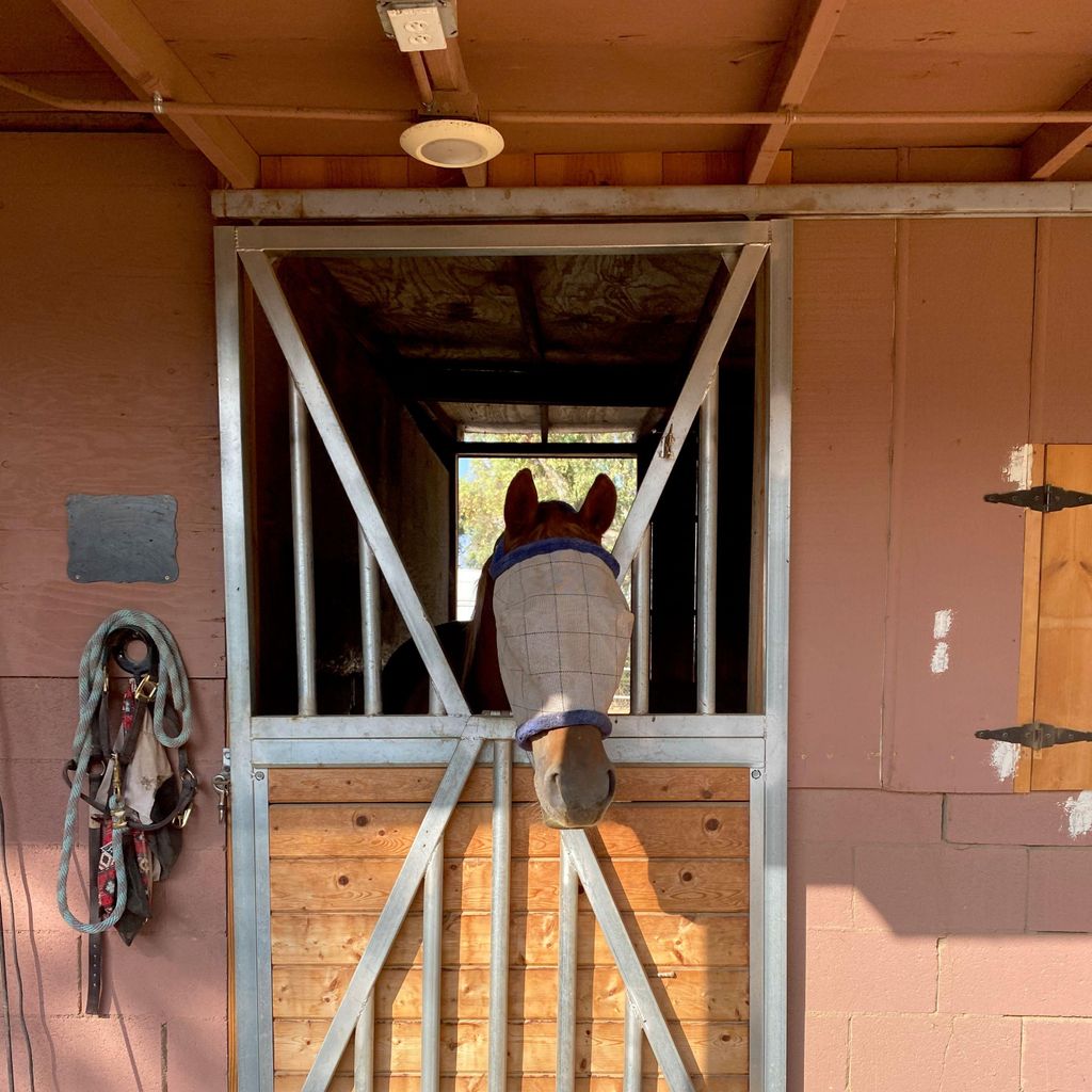 The Golden Horse Ranch