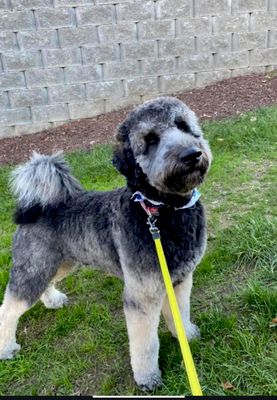 top rated pet groomers near me