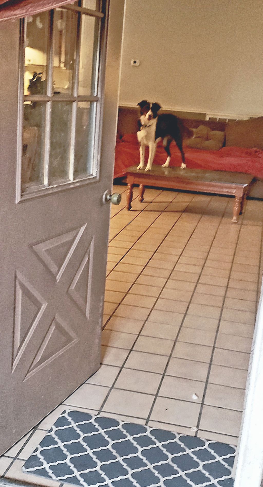 Stella! - cagefree boarding 