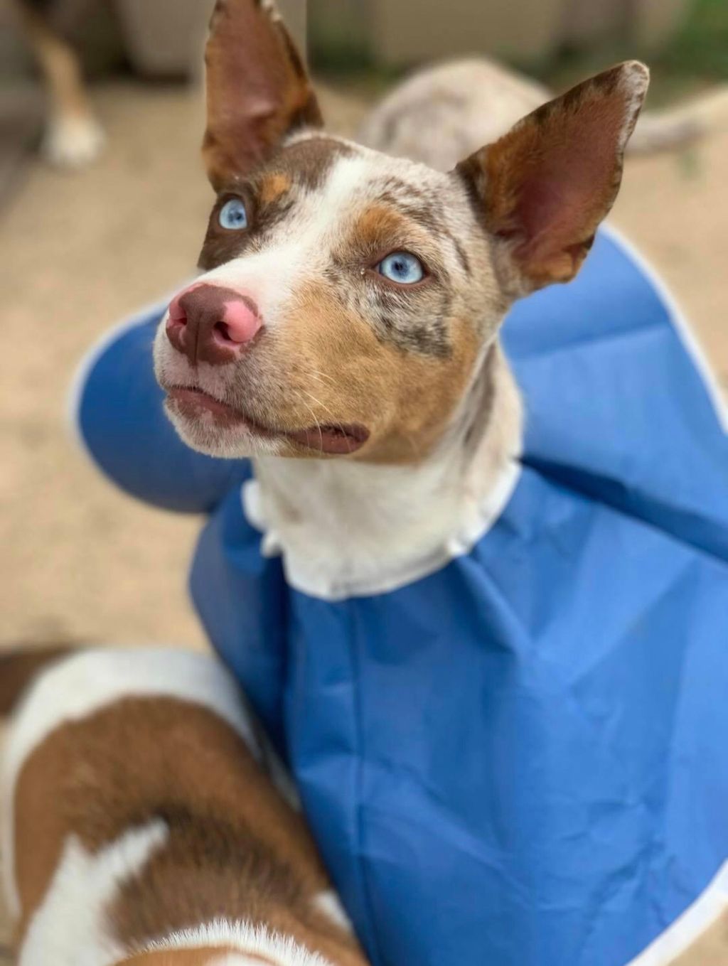 Reba, after she was spayed and just brought to the