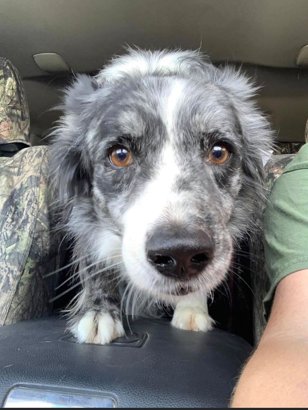 Slate, on her way to the vet for a check up.