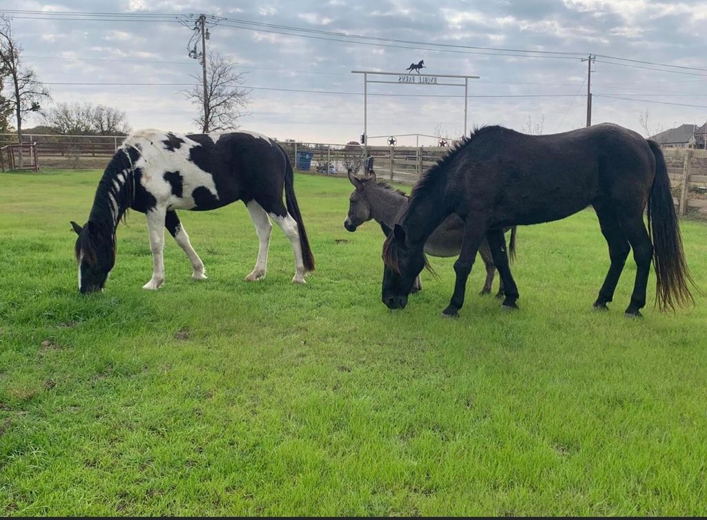 Leroy, Jose, & Cuervo enjoying the grass.