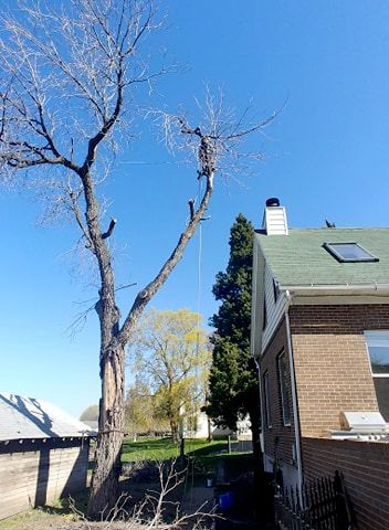 Tree Trimming and Removal