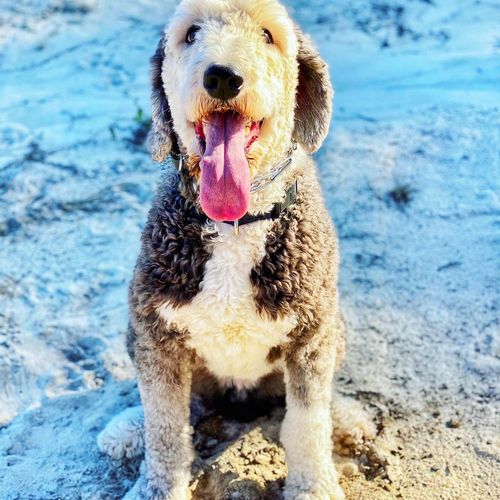 We sent our 1.5 year old Sheepadoodle to Brandi fo