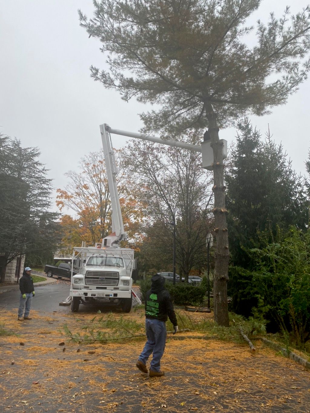 Mauricio's Tree Service