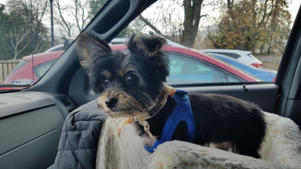 Customer photos