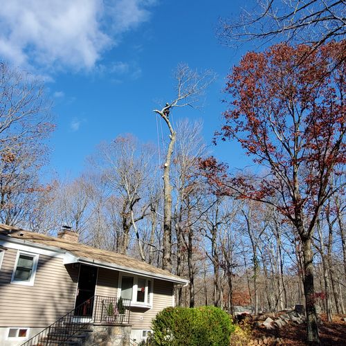 Tree Trimming and Removal