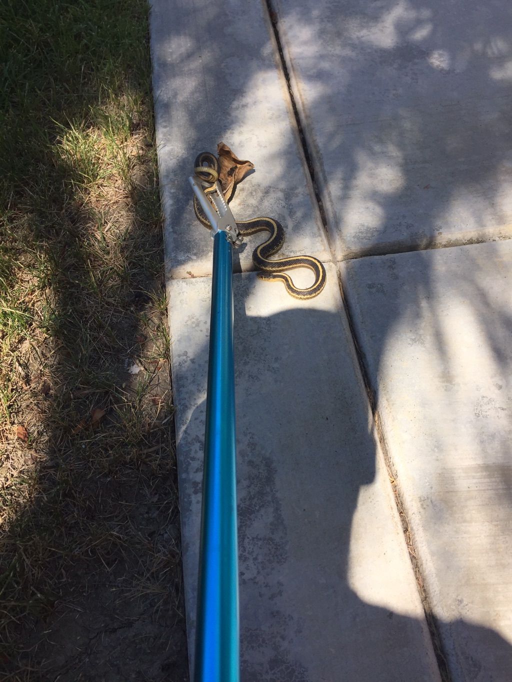 Garden snakes, while harmless, can still bite, so 