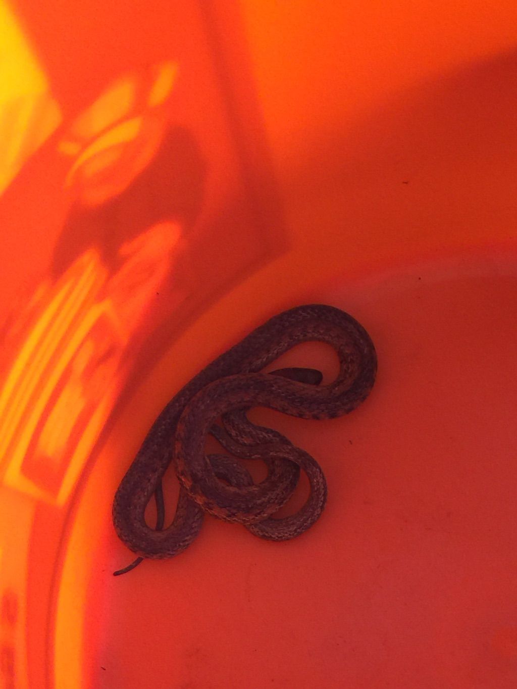 This is a your typical garden snake extremely safe