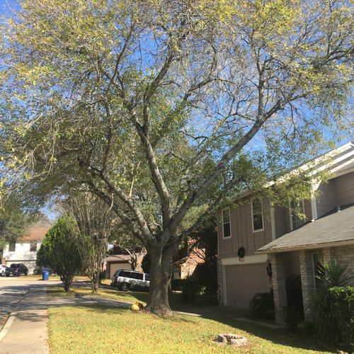 Tree Trimming and Removal