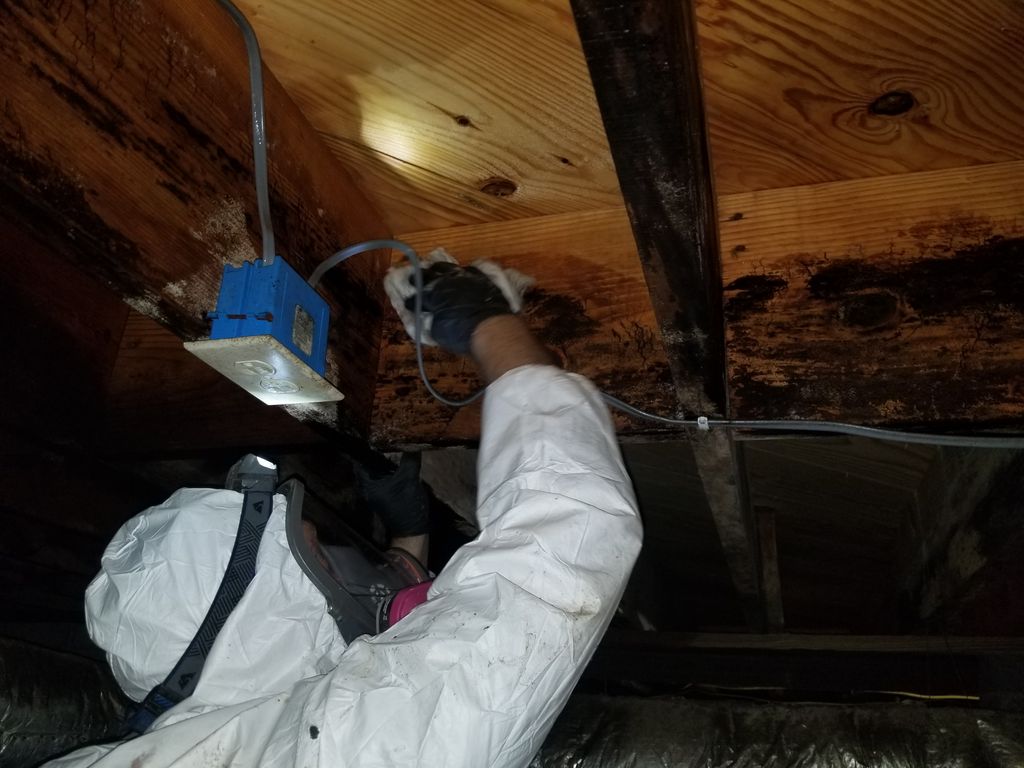 Mold Cleaning in Crawl Space