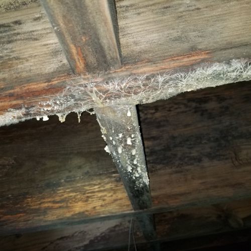 Mold in Crawl Space