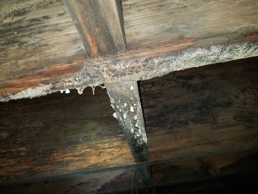 Mold in Crawl Space