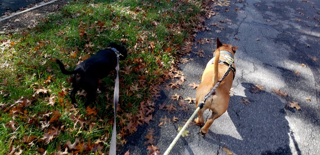 we offer potty breaks and 30min walks 