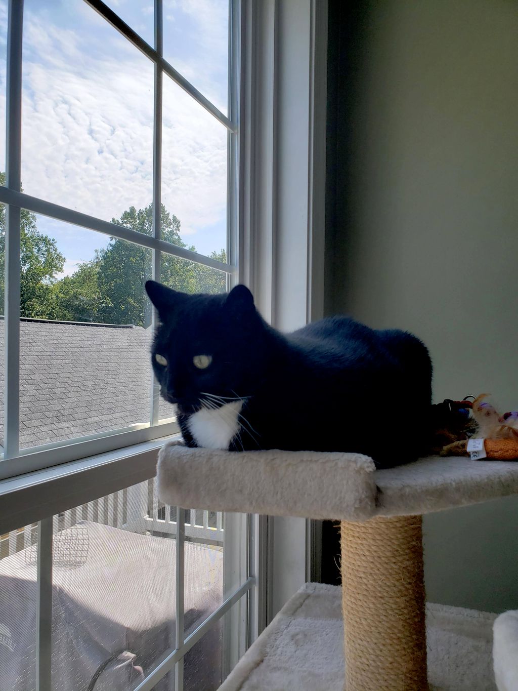 in addition to dog walking I also cat sit
