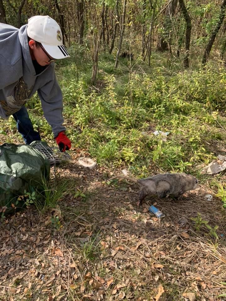 Opossum catch and release