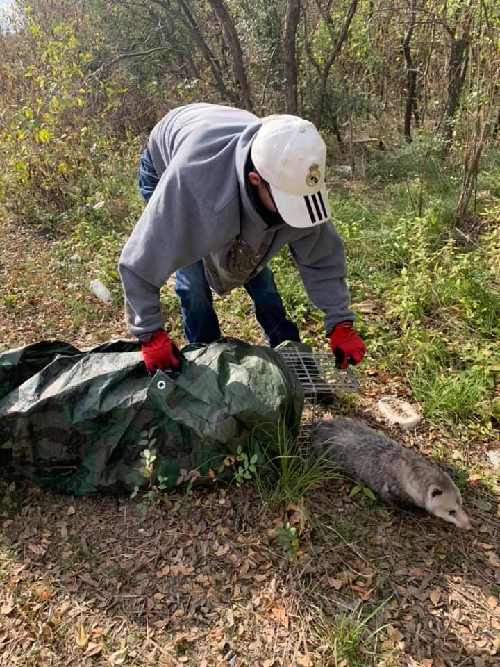 Opossum catch and release